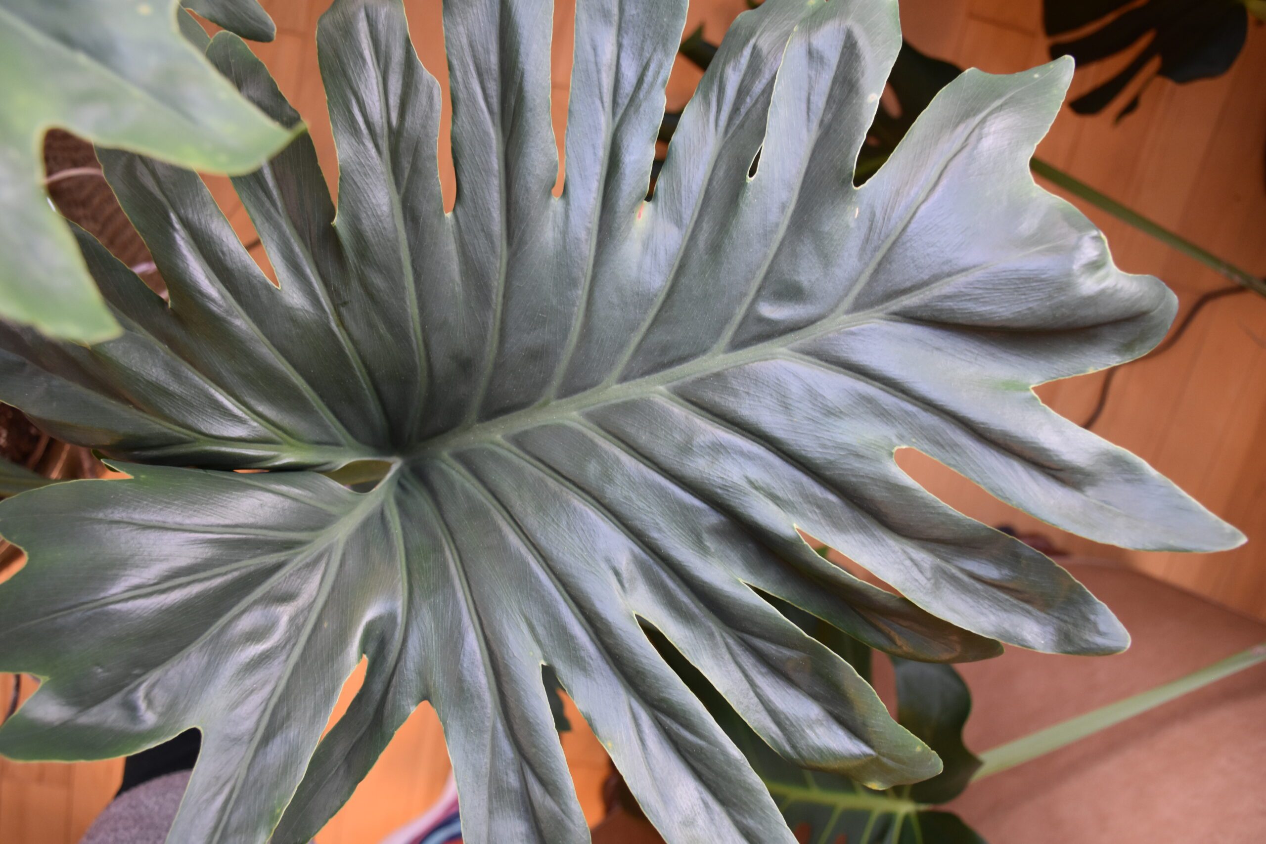 Chinese Medicine Tips for Winter Wellness