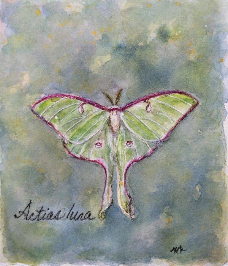 Moths: Dancing in the Dark » I Love Inspire(d)