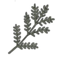 pine sprig illustration