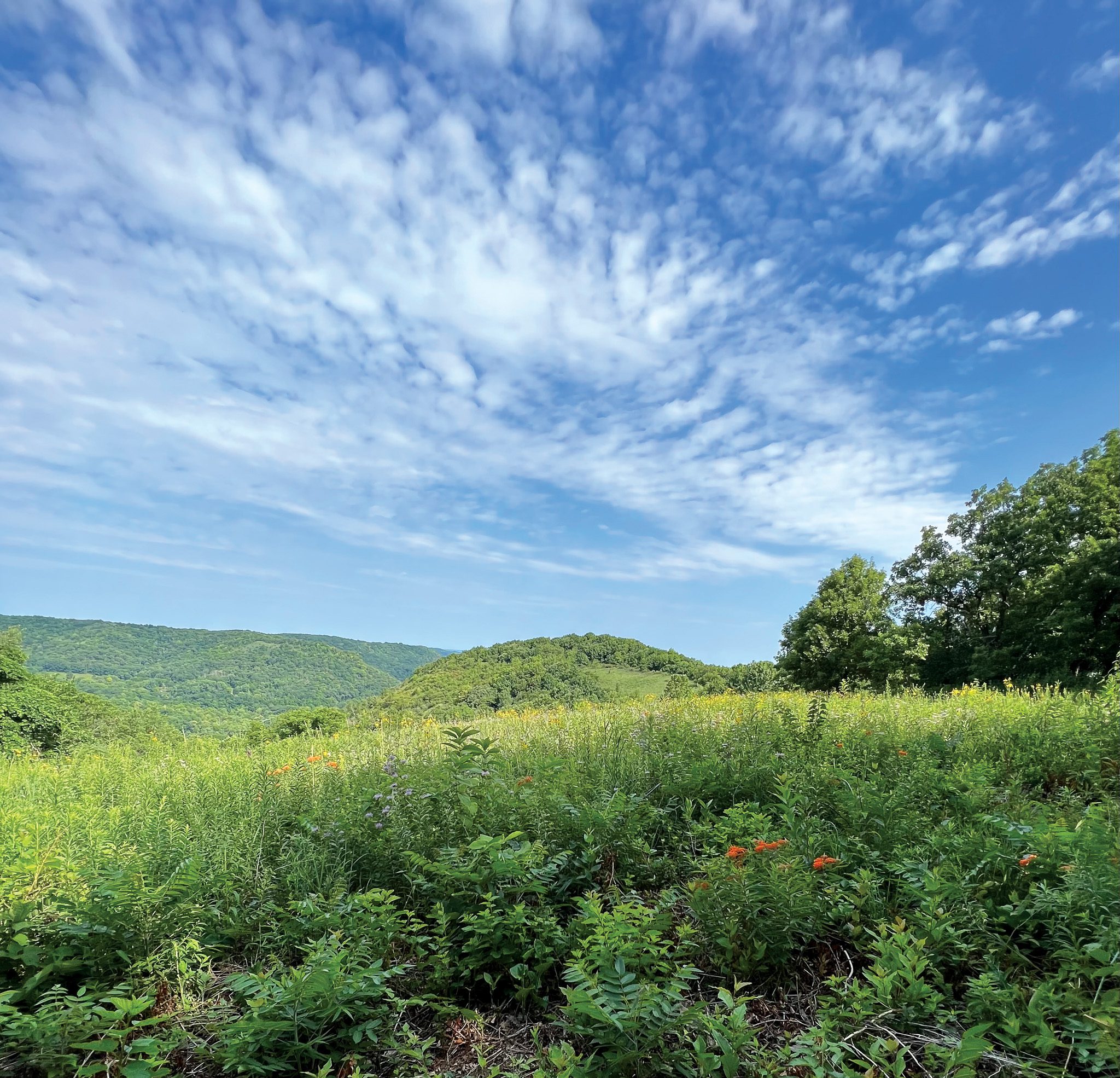 Summer Hiking with Kids